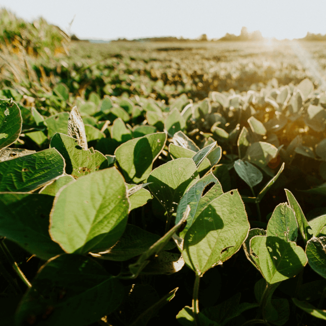 Cera di soia KERAGREEN PILLAR – Cera di soia biologica e certificata per candele versate